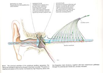 Fig 2: The Outer, Middle and Inner Ears, showing how different frequencies of sound are converted into neural signals. Source: Gray’s Anatomy