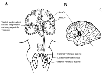 Fig 9: The vestibulo-thalamo-cortical pathway. Vestibular input arises from the vestibular nuclei as vestibulothalamic fibres and is relayed to the cortex as thalamocortical fibres (A). Areas 3a and 2v (B) are the main cortical regions that receive this i