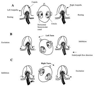 Fig 6: Response of the horizontal semicircular canals to head rotations in the horizontal plane.