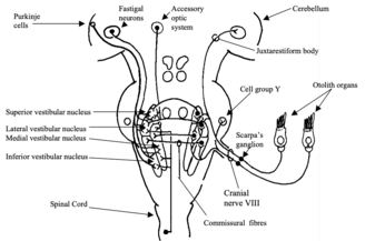 Fig 8: Afferents to the Vestibular nuclei. Open cell bodies represent inhibitory projections. Redrawn from Dickman 1997