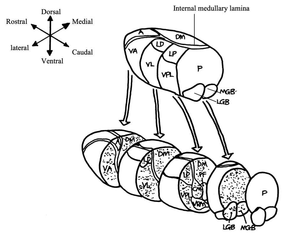 Exploded view of the dorsal thalamus, illustrating the organisation of thalamic nuclei.